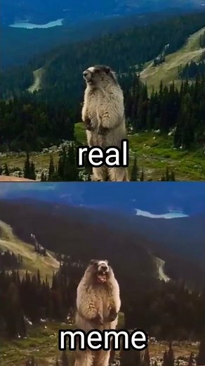 marmot screaming on blackcomb mountain Original & Meme