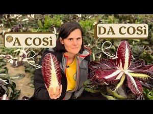 RACCOGLIERE RADICCHIO - LO SCARTO NEL CAMPO