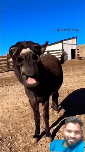 Donkey falls on its back and starts laughing at itself! Funniest animal moment you'll see today!"😀