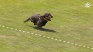 3.9M views · 80K reactions | Speeding to the finish line, Brosie is the fastest Dachshund at #AKCFastestDogsUSA!  #AKCSalutesTheTroops | American Kennel Club | Facebook
