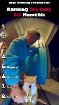 Ranking The Best Cat Moments