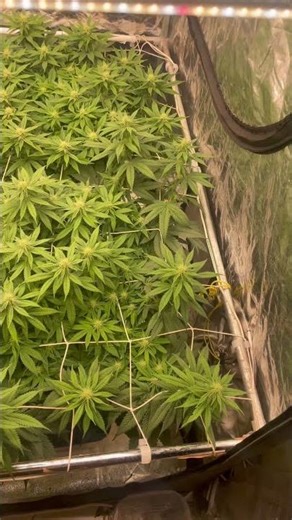 4 weeks flowering #barneys Lfg -lemon haze