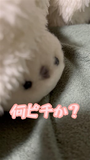 瀕死の鳥と思えない鳥 #シマエナガ #鳥 #shorts #走る #癒し