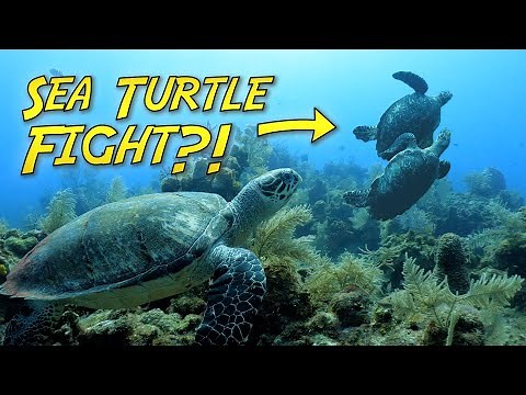 Sea Turtles of Roatan Fighting over the best....sponges?
