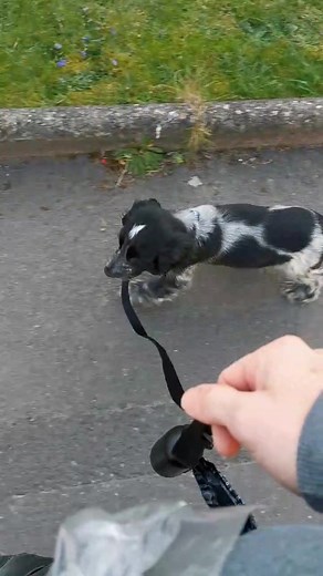 Cocker spaniel puppy lead work #basicobedience #puppiesoftiktok #dogtrainingtips #fyp #puppytraining #howtotrainapuppy #cockerspanielpuppy #cockerspanielsoftiktok