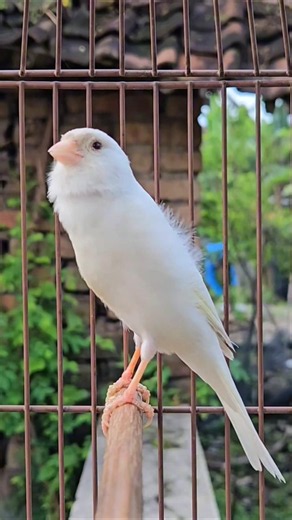 sounds like ak47 | birds chirping sound #birdsong #animals #cute