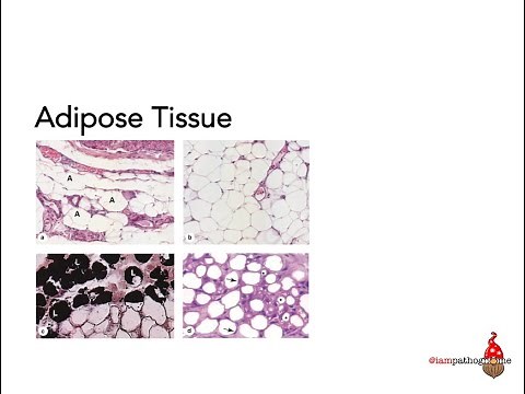 Adipose Tissue