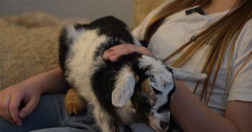 10-year-old Billings girl helps baby goat with nerve damage learn to walk
