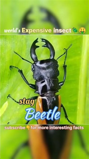 world's expensive insect, stag beetle 🪲🤯| #factsgulf | #facts | #stagbeetle | #shortsfeed