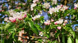 blooming apple tree 4k Apple tree flower blossom bloom and grow on a blue background. Blooming flower of Malus domestica.