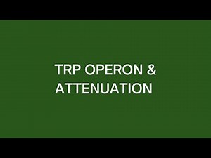 Trp Operon & Attenuation