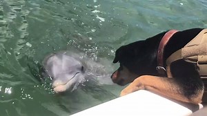 1.1M views · 9.2K reactions | HOW AWESOME IS THIS??  MUST SEE! Right here in SW Florida. Adorable interaction between a dog & Captiva dolphin! Credit: Eileen McGunagle | Matt Devitt WINK Weather | Facebook