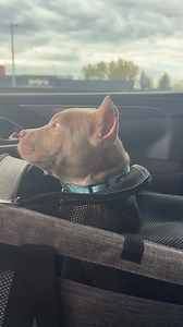 Practicing for our 5 day count down to a biggg plane ride! #flying #dogpeople #viraldogs #XLbully #prettyeyes #bully #dorothy #love #btb #dogoftheday | B-Town Bullies