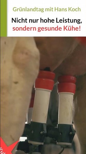 SEINE Kühe sind Gesund + Leistungsstark. JEDE Kuh gibt 60.000 kg Milch! #milchviehbetrieb #lely