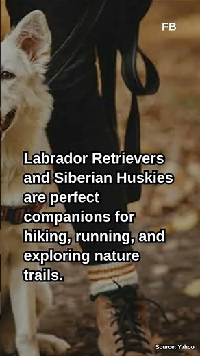 8 Best Outdoor Dog Breeds for Adventurous Pet Owners, Say Experts