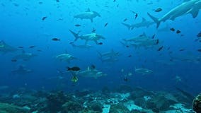 Scalloped Hammerhead Sharks Schooling Close To the Reef, Galapagos Stock Video - Video of hammerheads, reef: 357350965