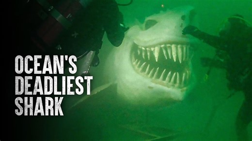 Surviving the World’s Most Dangerous Shark Encounter