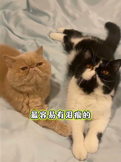 Unveiling the Real Characters of Different Cat Breeds: Your Ultimate Guide