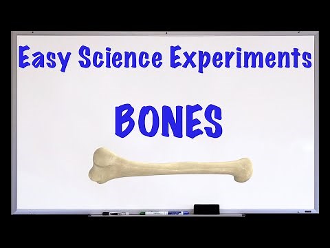 Science Experiment - Bone Tissue Composition