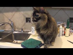 Cleo the Cat's Morning Routine