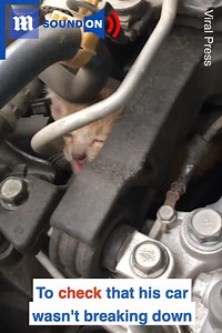 Finding a tiny kitten in your engine definitely makes for an interesting commute to work! 😱 via ViralPress | Daily Mail Video
