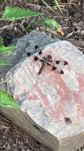 Wings of Light: Common Whitetail Dragonfly Captured Up Close