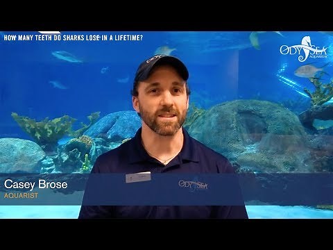 How Many Teeth Do Sharks Lose in a Lifetime?