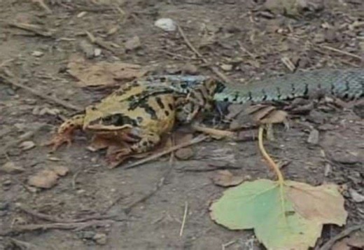 Video footage of snake attempting to catch its dinner