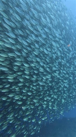35 reactions · 3 comments | “Bait Balls” in Hawaii are not very common but recently we have been treated to schooling Akule! The schooling fish tend to attract larger predators such as Ulua, Kanpachi, and even sharks. ⁠ ️SaraKeller⁠ ⁠ #baitball #akule #luckywedivehawaii #PADI #fishofhawaii #divehawaii | Kona Diving Company | Facebook