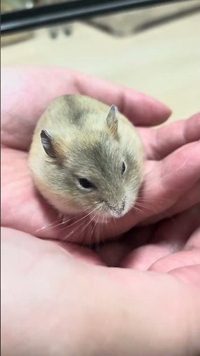 生後一か月のハムスター 手乗りになる #ハムスター #ハムスターちゃんねる #hamster