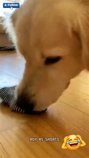 This Golden Retriever Stole My Sock and Refused to Give It Back 😂🐶 #shorts #goldenretriever #funny