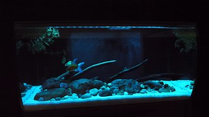Fluval Aquasky 2.0 pairs super bright 6,500K white LEDs with tri-colored RGB LEDs to offer an adjustable light spectrum capable of replicating all kinds of wild aquatic environments! LEARN MORE: https://fluvalaquatics.com/us/shop/product/aquasky-2-0 | Fluval