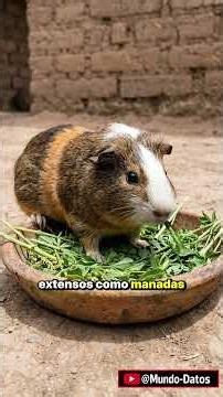 The Guinea Pig in the Inca Empire: Andean Food and Ritual