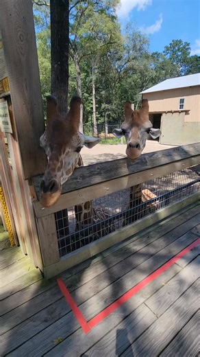 3.8K views · 153 reactions | Come show Nyuki and Mzinda some love at Bee City! | Bee City | Facebook