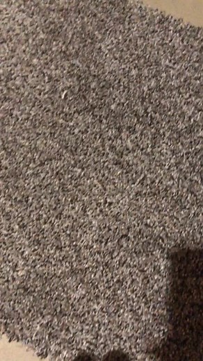 how to get paint out of your carpet #carpet #paint #removal #water #soap #irishspring #fun