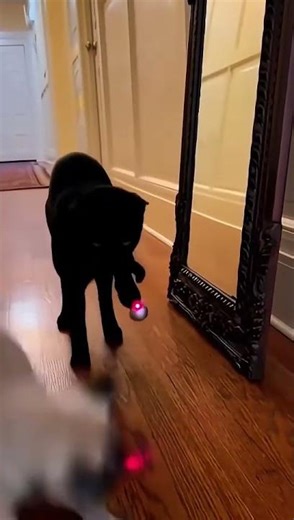 🐱🐶⚡🟢 Cat & Dog Play With NEW Electric Ball – Hilarious Reactions! 😂🐾