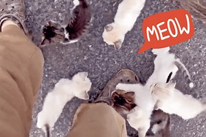 Watch This Man Try to Rescue 1 Stray Kitten—Only for 12 More to Adorably Surprise Him