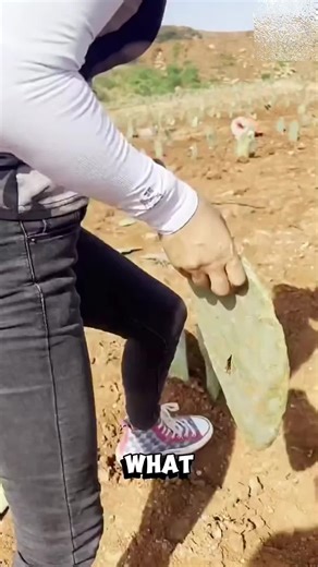 Cactus Farming Techniques for Healthy Prickly Pear Pads