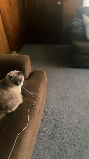 Cat String Video: Playing, Removal, and Risks