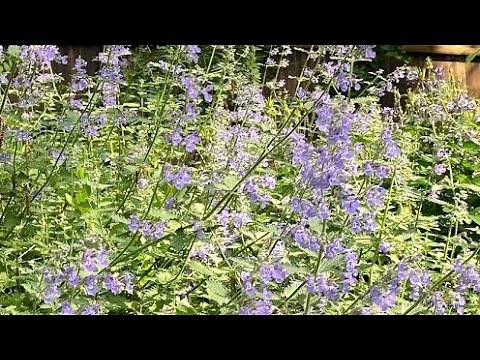 Catmint And How To Care For It