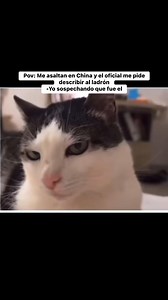 #funnyvideo #cat #laugh | Meme Cat