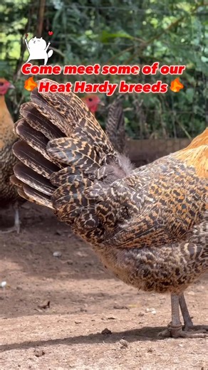 🔥 Beating the heat in style! 🔥Meet some of our favorite heat-hardy breeds that don’t just survive the summer—they thrive in it:☀️ Gold & Silver Deathlayers – rare, regal, and surprisingly heat-tolerant☀️ Indio Gigante – towering, tropical, and tough as nails☀️ Pita Pinta Asturiana (Red & Black Mottled) – striking looks and cool-headed charm☀️ White Bresse – the gourmet classic with resilience to match its reputationThese breeds are built for beauty and endurance. Ready to add some hardy heroes