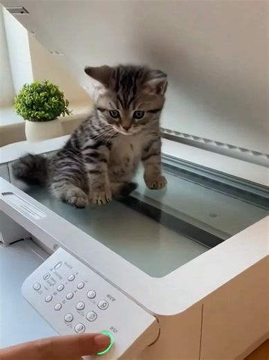 kitten copy machine 😻 #cat #aicatsoftiktok #sora2 #aikitten #cute