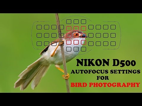 Nikon D500 Auto focus Settings for Bird Photography - Nikon D500 Auto focus System