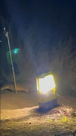 RAKALI Australia’s Giant Water Rat