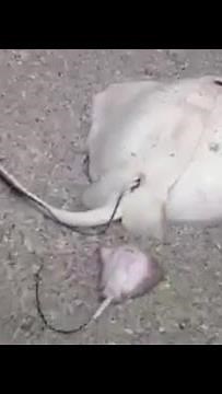 Stingray Gives Birth on Beach