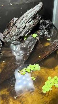 BIOTOPE AQUARIUM 🍂 #naturalaquarium #apistogramma #tanksetup #fishtank #aquariumhobby
