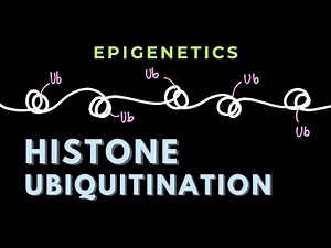 Histone Ubiquitination | Histone Modifications | Epigenetics