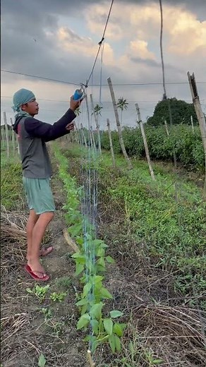 How I put trellis on my string beans #tutorial #love #nature #farming #shorts #trending #viral