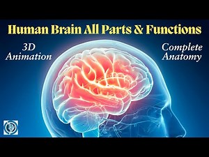Human Brain Anatomy Revealed in 3D! All Parts and Functions